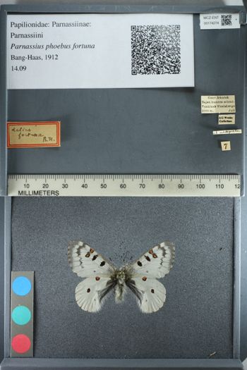 Media type: image;   Entomology 174274
